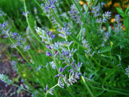 lavender fragrant herbs purple