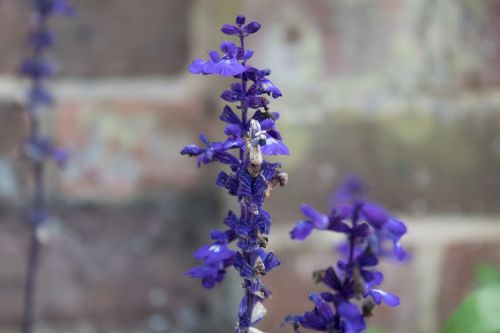 lavender purple flowers bloom