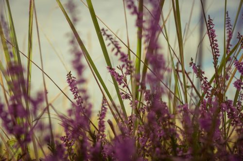 lavender flowers violet