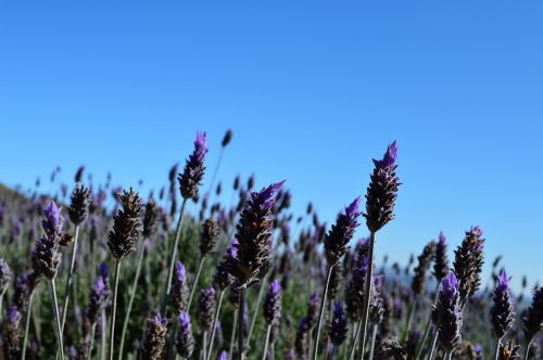 lavender flower lavender planting lavender