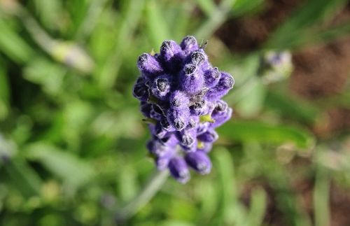 lavender blue plant