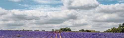 lavender fields m
