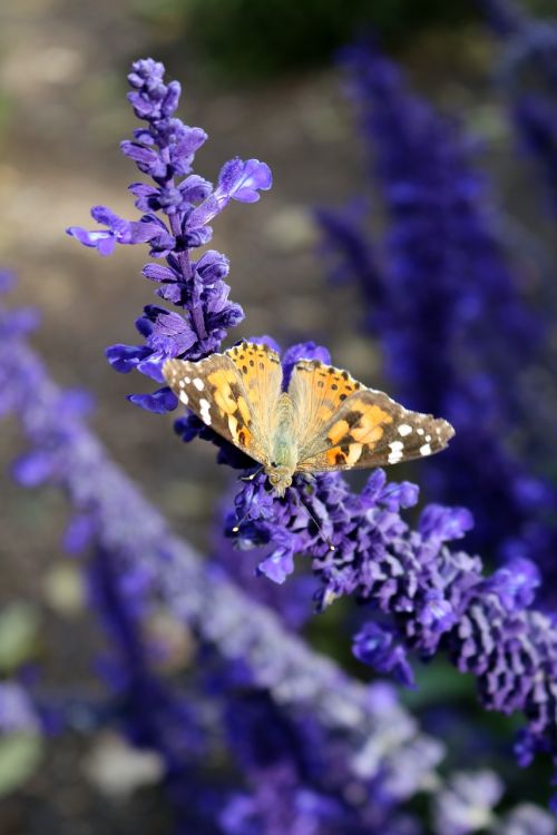 lavender butterfly purple