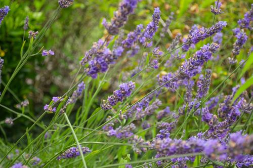 lavender purple plant