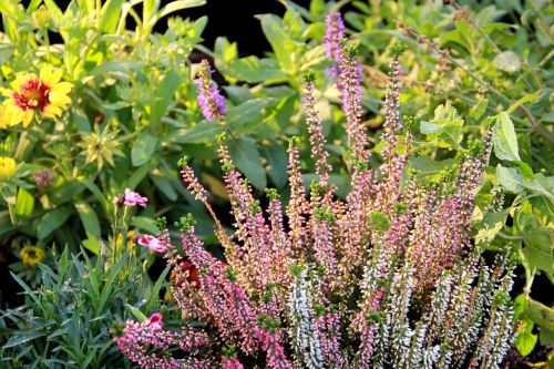 lavender nature season