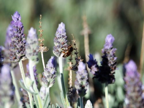 lavender flowers purple