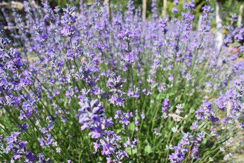lavender garden flower