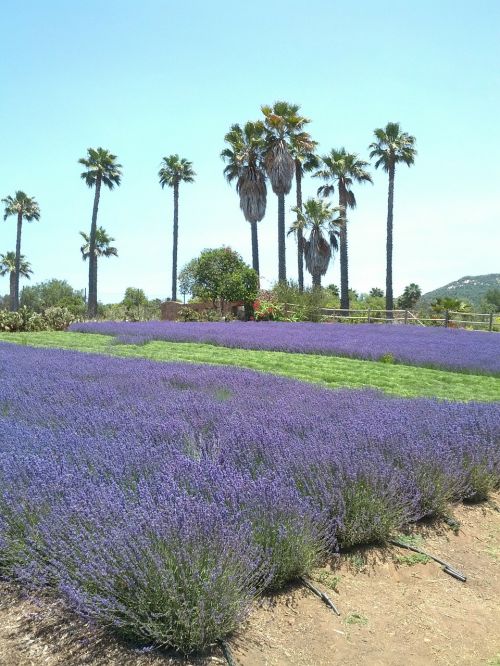 lavender landscape palm tree