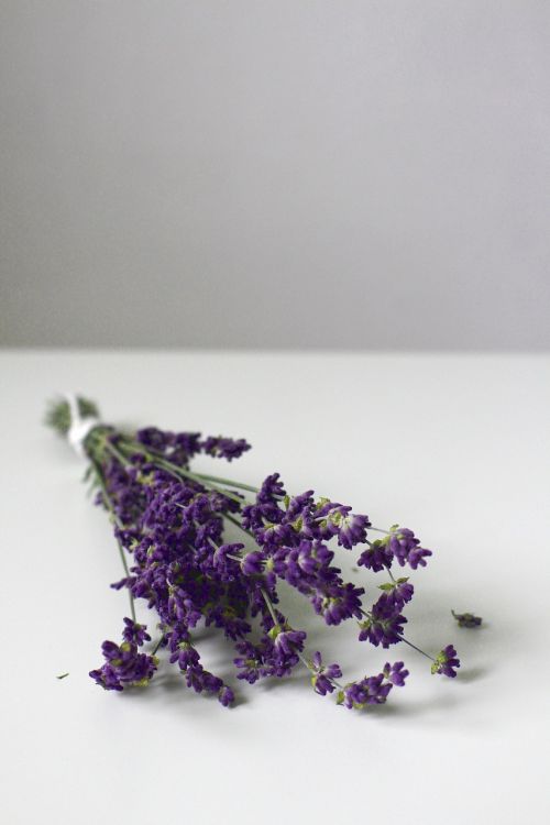 lavender lavender blossom flower
