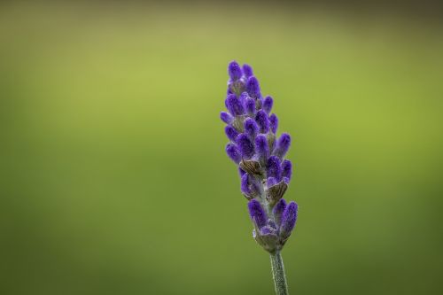 lavender green background plant