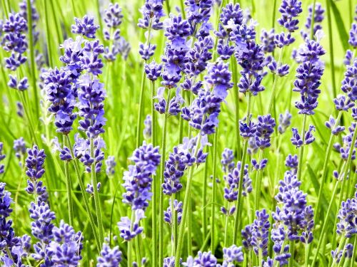 lavender flower plant