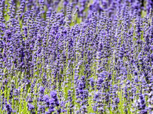 lavender flower plant