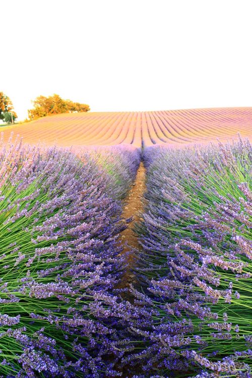 lavender nature bee