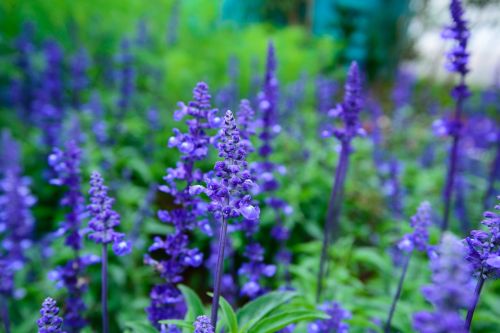 lavender natural united in