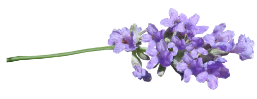 lavender stem cut out