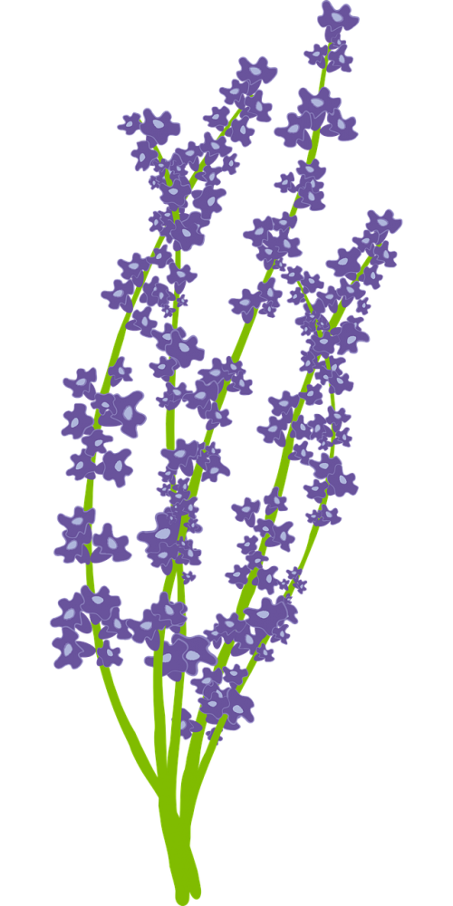 lavender flower nature