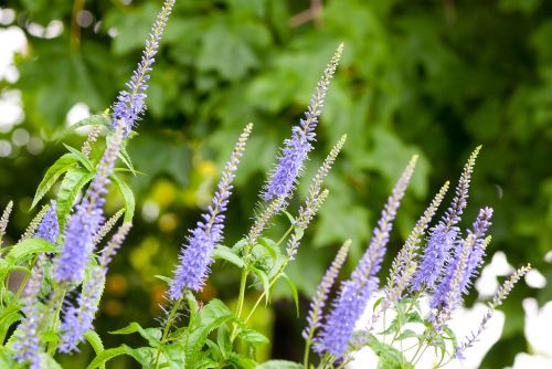 lavender flower nature