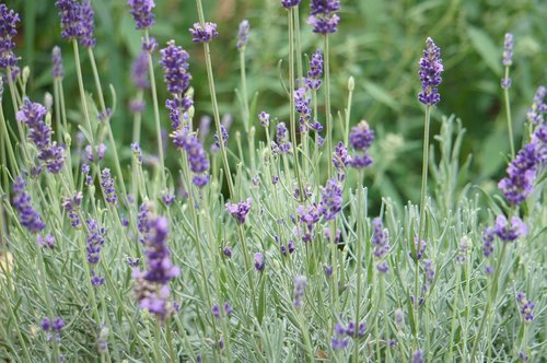 lavender  flower  field