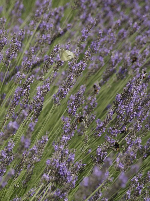 lavender  flower  perfume