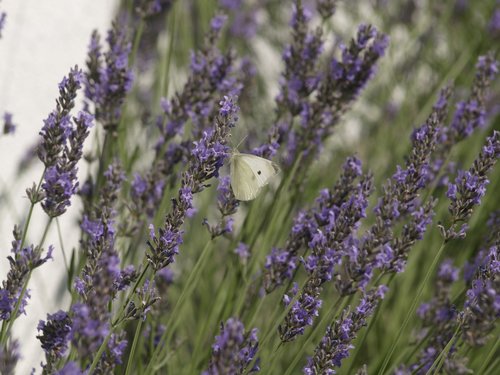 lavender  flower  nature