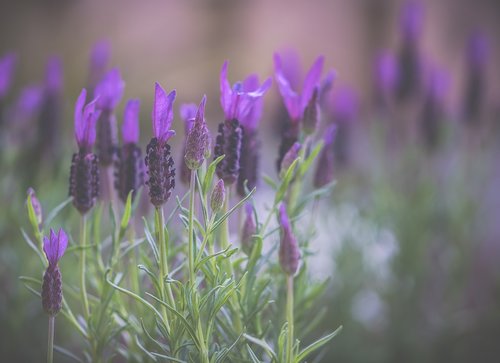 lavender  flowers  nature
