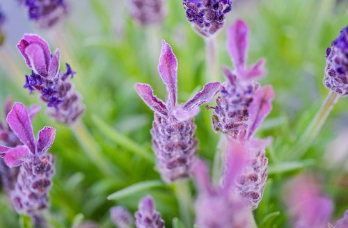 lavender  purple  field