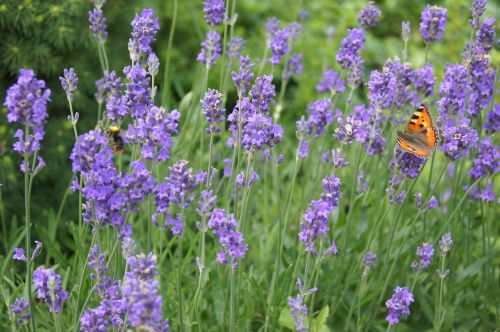 lavender plant purple flower