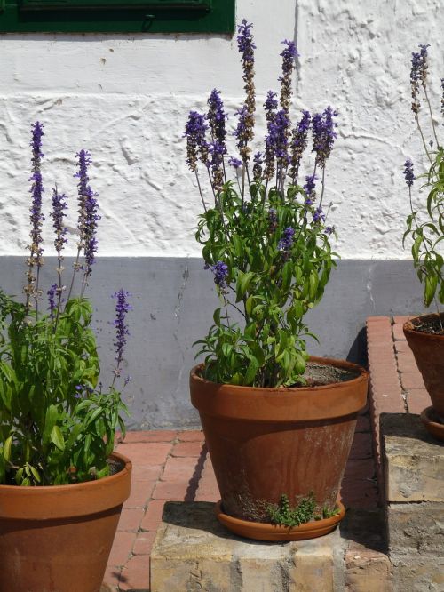 lavender flowerpot stone stairway