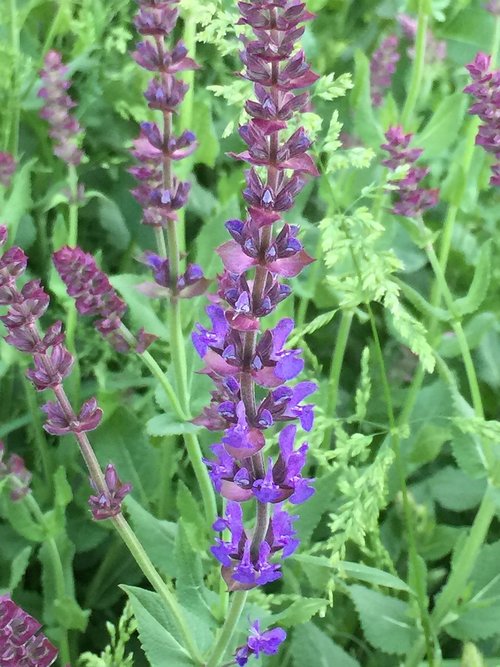 lavender  flower  spring