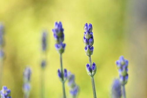 lavender  plant  nature