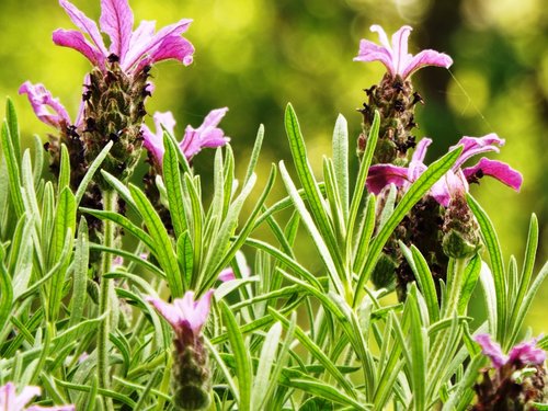 lavender  summer  balcony