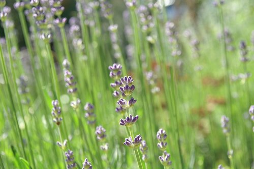 lavender  garden  herb