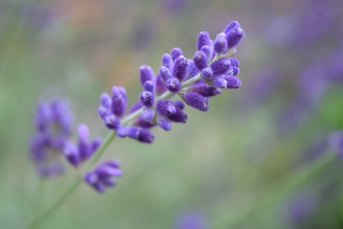 lavender  purple flower  purple flowers