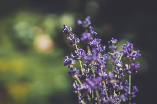 lavender  flowers  bokeh