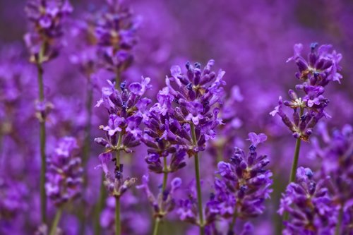lavender  field  nature