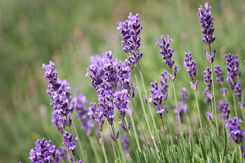 lavender  violet  close up