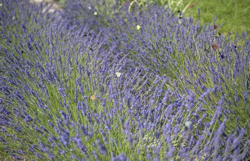 lavender  flowers  butterflies