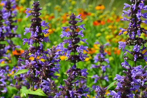 lavender  flowers  violet