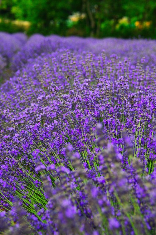 lavender  lavender field  purple