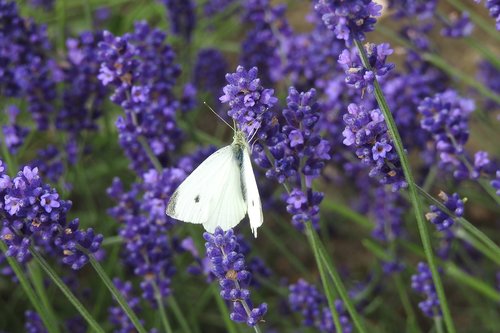 lavender  butterfly  macro