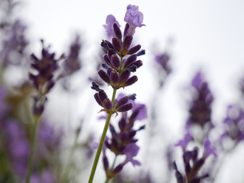 lavender  background  plant