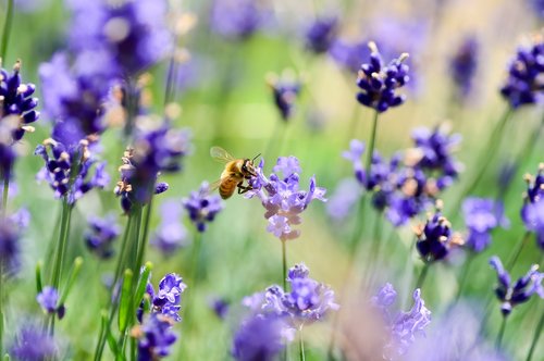 lavender  bee  flowers