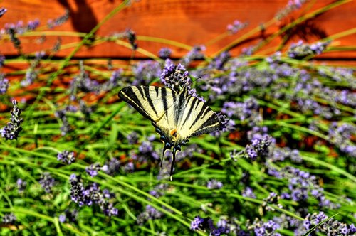 lavender  butterfly  nature