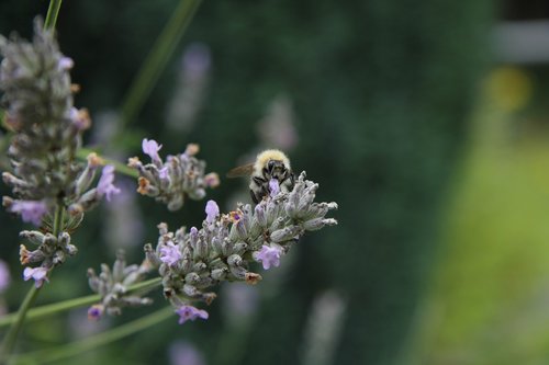 lavender  garden  insect