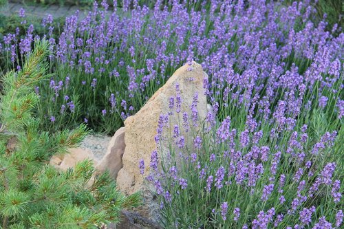 lavender  herb garden  stone