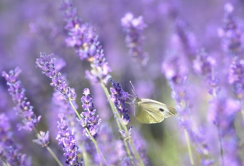 lavender  purple  nature