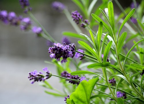 lavender  plant  purple flowers