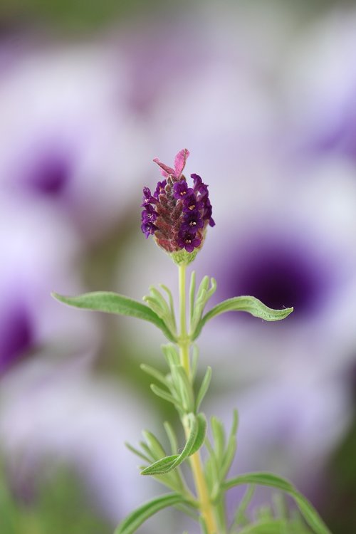 lavender  flower  blossom