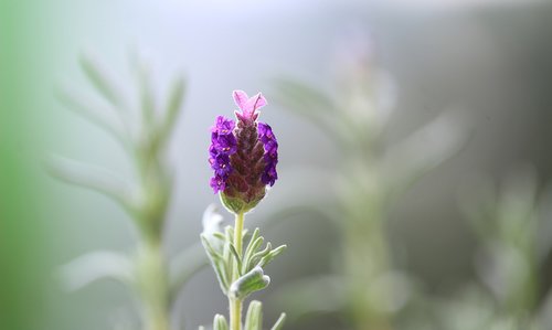 lavender  flower  blossom
