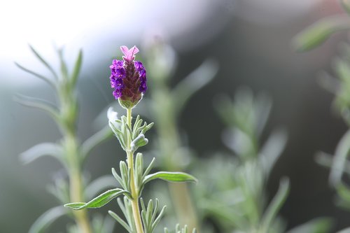 lavender  flower  blossom